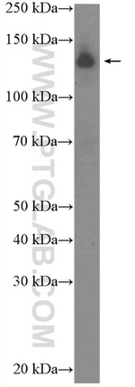 RFX1 Antibody in Western Blot (WB)