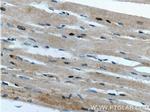 FAM175B Antibody in Immunohistochemistry (Paraffin) (IHC (P))