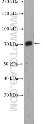 MATE 2 Antibody in Western Blot (WB)