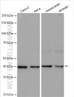 H2AFY Antibody in Western Blot (WB)