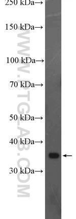 H2AFY Antibody in Western Blot (WB)