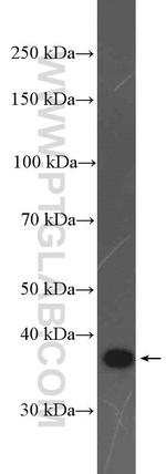 H2AFY Antibody in Western Blot (WB)