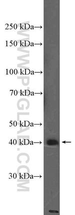 H2AFY Antibody in Western Blot (WB)