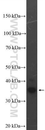 H2AFY Antibody in Western Blot (WB)