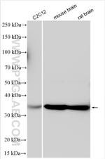 CCDC78 Antibody in Western Blot (WB)