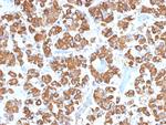 Growth Hormone (Pituitary Marker) Antibody in Immunohistochemistry (Paraffin) (IHC (P))