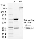 Growth Hormone (Pituitary Marker) Antibody in SDS-PAGE (SDS-PAGE)