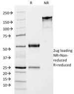 Growth Hormone (Pituitary Marker) Antibody in SDS-PAGE (SDS-PAGE)