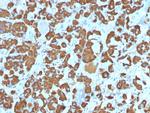 Growth Hormone (Pituitary Marker) Antibody in Immunohistochemistry (Paraffin) (IHC (P))