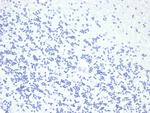 Growth Hormone Recombinant Rabbit Monoclonal Antibody (GH, 4886R)