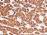 Growth Hormone Antibody in Immunohistochemistry (Paraffin) (IHC (P))