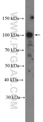 CNTROB Antibody in Western Blot (WB)