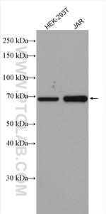 HGF alpha Antibody in Western Blot (WB)