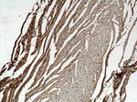 SCAMP3 Antibody in Immunohistochemistry (Paraffin) (IHC (P))