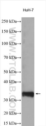 SCAMP3 Antibody in Western Blot (WB)
