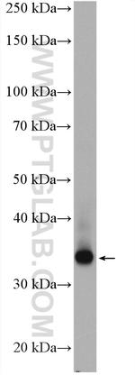 SCAMP3 Antibody in Western Blot (WB)