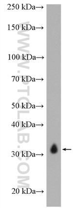 SCAMP3 Antibody in Western Blot (WB)