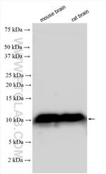 GNG3 Antibody in Western Blot (WB)