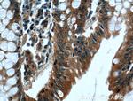 IFT22 Antibody in Immunohistochemistry (Paraffin) (IHC (P))