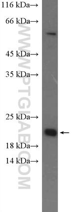 IFT22 Antibody in Western Blot (WB)