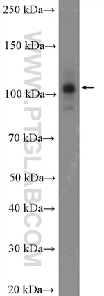 CWC22 Antibody in Western Blot (WB)