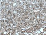 Neuronatin Antibody in Immunohistochemistry (Paraffin) (IHC (P))