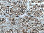 Neuronatin Antibody in Immunohistochemistry (Paraffin) (IHC (P))