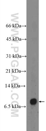 Neuronatin Antibody in Western Blot (WB)