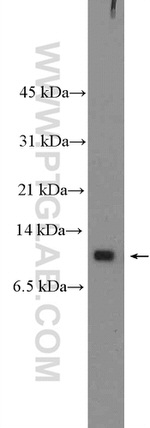 Neuronatin Antibody in Western Blot (WB)