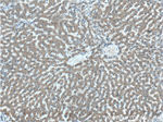 DUSP7/PYST2 Antibody in Immunohistochemistry (Paraffin) (IHC (P))