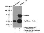CSGALNACT1 Antibody in Immunoprecipitation (IP)