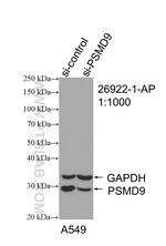 PSMD9 Antibody in Western Blot (WB)