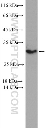 PSMD9 Antibody in Western Blot (WB)