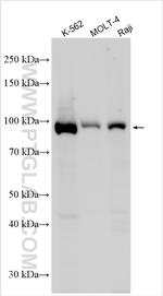 VPS35L Antibody in Western Blot (WB)