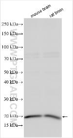 LMO1 Antibody in Western Blot (WB)