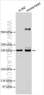 SPTB Antibody in Western Blot (WB)