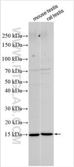 PDGFA Antibody in Western Blot (WB)