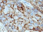 F11R Antibody in Immunohistochemistry (Paraffin) (IHC (P))