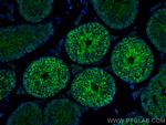 PRND Antibody in Immunohistochemistry (Paraffin) (IHC (P))