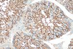 PRND Antibody in Immunohistochemistry (Paraffin) (IHC (P))