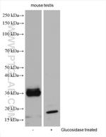 PRND Antibody in Western Blot (WB)