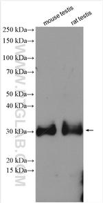PRND Antibody in Western Blot (WB)