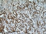 USP7 Antibody in Immunohistochemistry (Paraffin) (IHC (P))