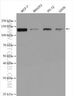 USP7 Antibody in Western Blot (WB)