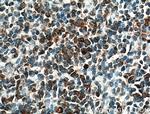 FCRLA Antibody in Immunohistochemistry (Paraffin) (IHC (P))