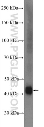FCRLA Antibody in Western Blot (WB)