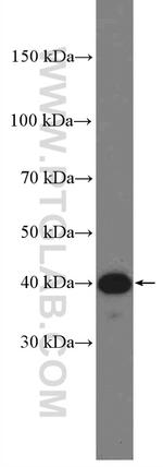 FCRLA Antibody in Western Blot (WB)