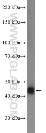 FCRLA Antibody in Western Blot (WB)