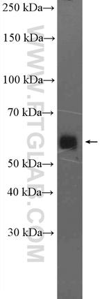 IFRD2 Antibody in Western Blot (WB)