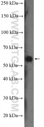 IFRD2 Antibody in Western Blot (WB)